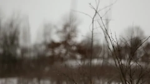 Prairie grass and trees during snowfall - rack focus Stock Footage 22028782