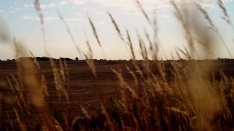 Prairie grass blowing with fields beyond Video stock 345530986