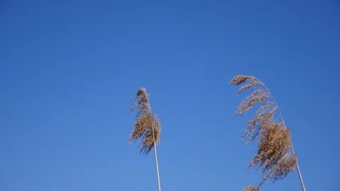 Prairie grass on blue sky background Stock Footage 88784482