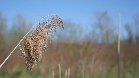 Prairie grass branch dangling on the wind Stock Footage 88784488