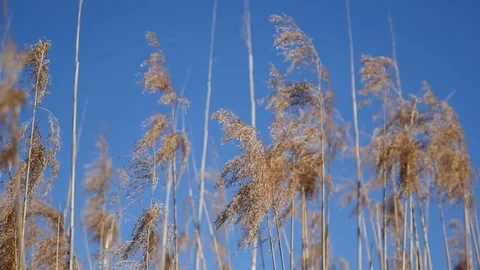 Prairie grass dangling on the wind Stock Footage 88784483