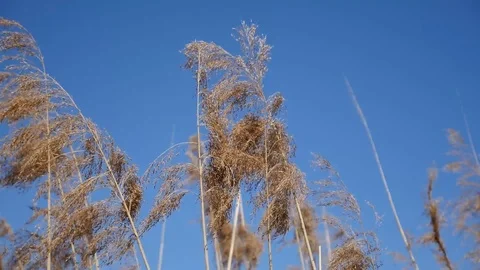 Prairie grass dangling on the wind Stock Footage 88784484