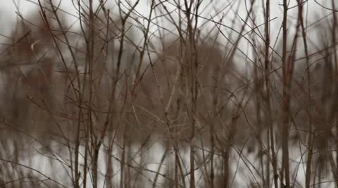 Prairie grass during snowfall - pan right to left Stock Footage 22028354