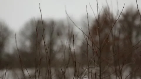 Prairie grass during snowfall - pan left to right Stock Footage 22028460