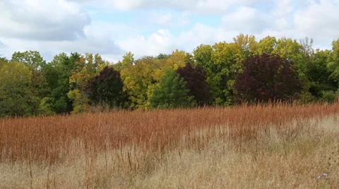 Prairie Grass with a few Red Trees in the background Stock Footage 38549045