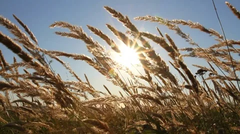 Prairie grass Stock Footage 8687069