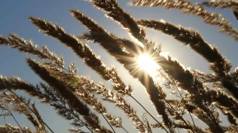 Prairie grass Stock Footage 8687075