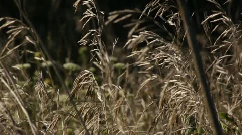 Prairie Grass Stock Footage 14908349