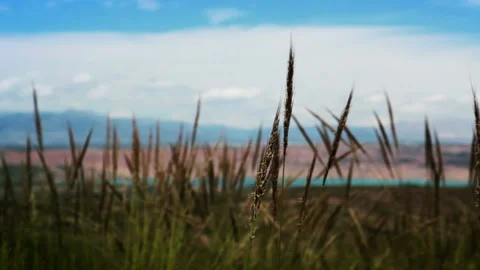 Prairie grass HD Stock Footage 106459244