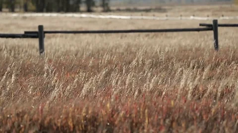 Prairie Grass Moving in the Wind 스톡 동영상 101033085