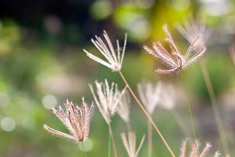 Prairie grass Stock Photos