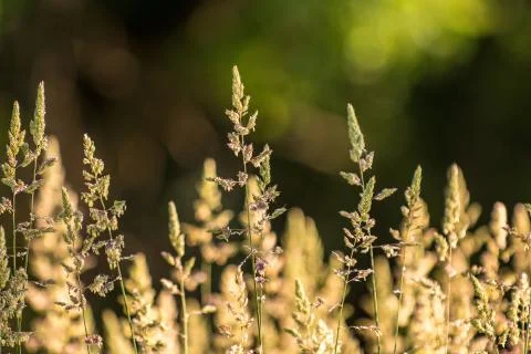 Prairie grass Stock Photos