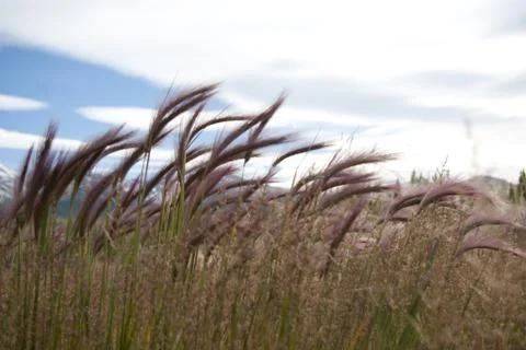 Prairie grass. Stock-Fotos