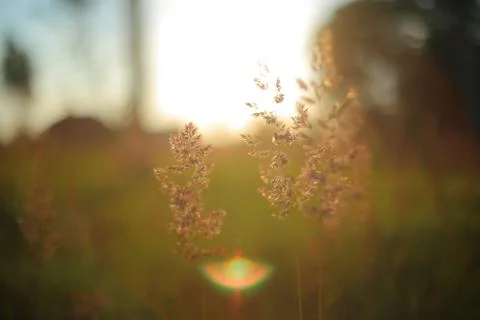 Prairie grass Stock Photos