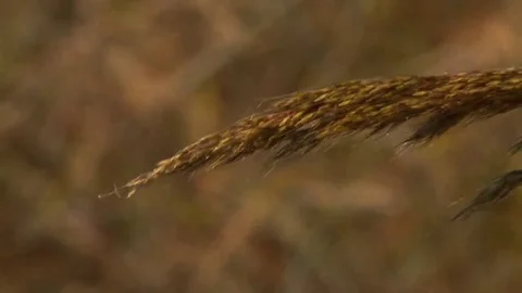 Prairie grass seed head Stock Footage 69196097