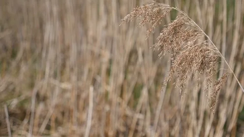 Prairie grass slide left to right Stock Footage 88784498