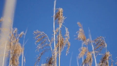 Prairie grass slide right to left Stock Footage 88784496
