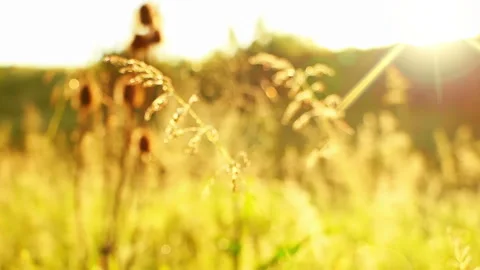Prairie Grass, Spider Web and Sun Stock Footage 106459127