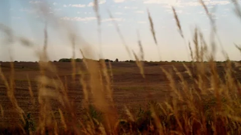 Prairie grass swaying in the wind on the plains 스톡 동영상 345530992
