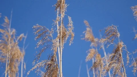Prairie grass undershot Stock Footage 88784505