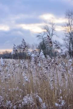 Prairie grass in winter Stock Photos