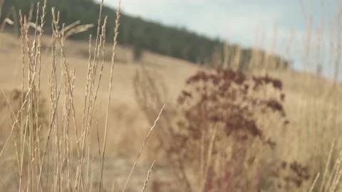 Prairie Grasses 4k Stock Footage 152592736
