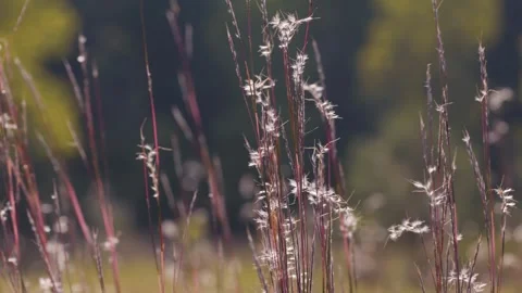 Prairie grasses blowing in the wind Stockbeeldmateriaal 260153537