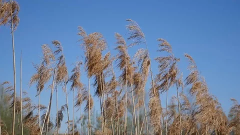 Prairie grasses dangling on the wind blue background Stock Footage 88784500