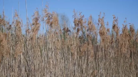 Prairie grasses dangling on the wind Stock Footage 88784507