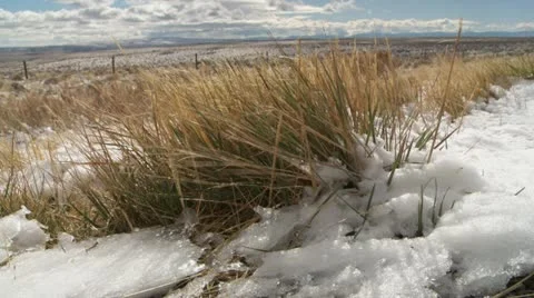 Prairie Grasses Video stock 21253949