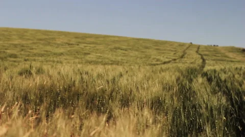 Prairie Grasses Stock Footage 50862089