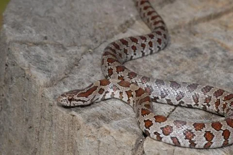 Prairie kingsnake Stock-Fotos