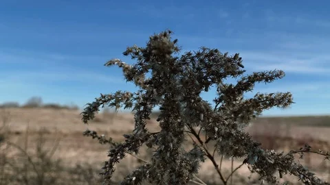 Prairie Life Stock Footage 106828292