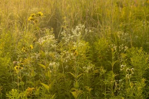 Prairie Light Stock Photos