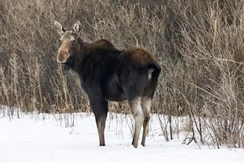 Prairie Moose Canada Stock Photos