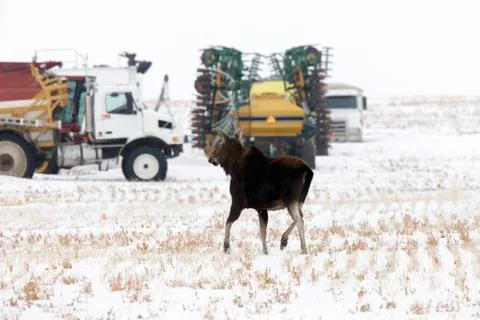 Prairie Moose Canada Stock Photos