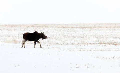 Prairie Moose Canada Stock Photos