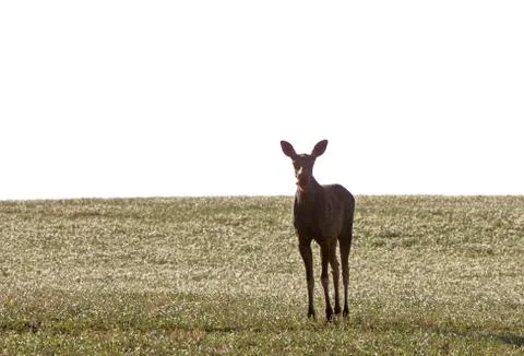 Prairie Moose Canada Stock Photos