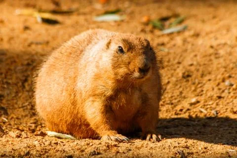 Prairie Stock Photos