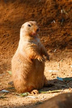 Prairie Stock Photos