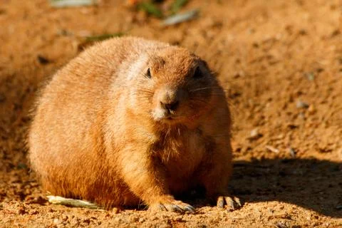 Prairie Stock Photos
