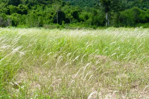 Prairie Stock Photos
