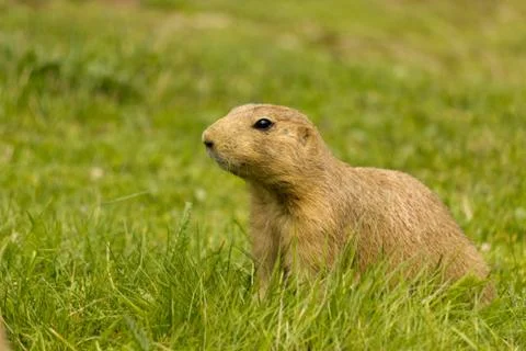 Prairie Stock Photos