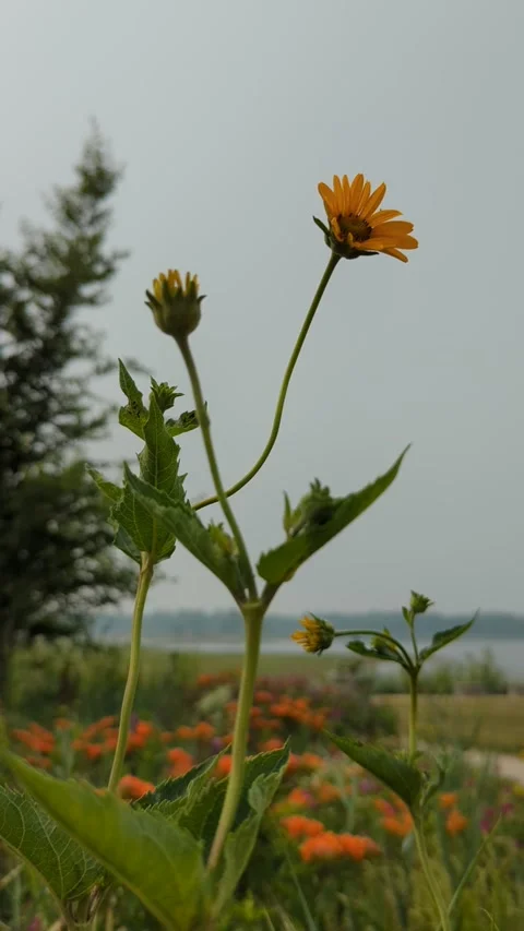 Prairie plants in yellow Stock Footage 300878199