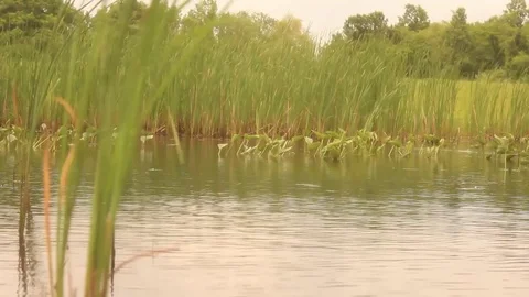 Prairie Pond in Meadow Stock Footage 82915431