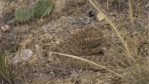 Prairie Rattlesnake - Aggrevated Stock Footage 125347271
