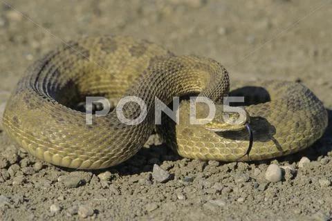 Prairie Rattlesnake (Crotalus Viridis) Adult (Western & Plains Rattlesnake) Is