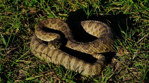Prairie Rattlesnake Video stock 278565218