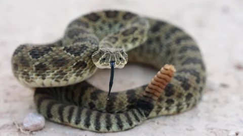 Prairie Rattlesnake Stock Footage 341368690