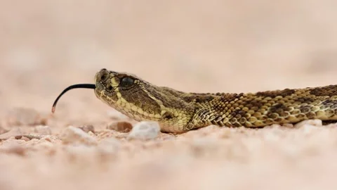 Prairie Rattlesnake Vidéo 342724317
